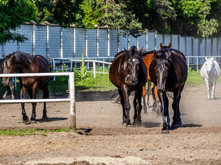 Black, white and brown horses roam the biopark leaving behind dust under their hooves