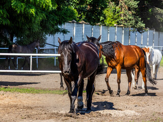 Beautiful black and brown horses with beautiful thick manes walk around the biopark