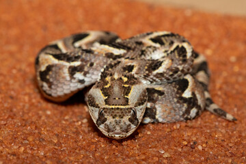 A cute but potently cytotoxic juvenile Puff Adder (Bitis arietans), in the wild, Limpopo, South...