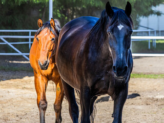 Beautiful horses with beautiful thick manes and tails walk around the biopark close-up