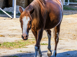 A large beautiful white and brown horse with a well-groomed mane