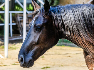 Large beautiful black horse with a well-groomed mane close-up