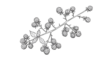 Illustration White Floral Plant Branch with Transparent Background