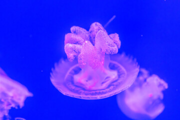 A giant jellyfish with tentacles swims in the clear blue water of an oceanarium next to other...