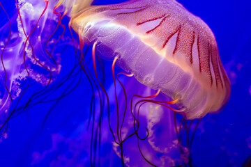 A huge jellyfish with tentacles swims in the clear blue water of an oceanarium next to other...