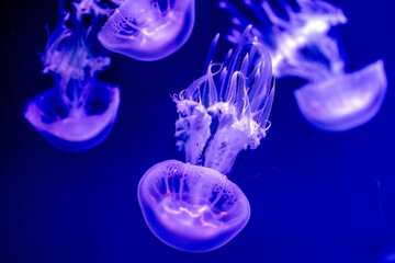Translucent beautiful jellyfish with tentacles and thin stings swim in blue clear water in an...