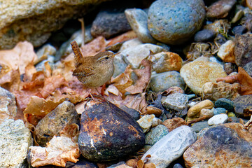 Singendes Zaunkönig Männchen ( Troglodytes troglodytes )	
