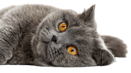 Gray cat with orange eyes resting on white background.