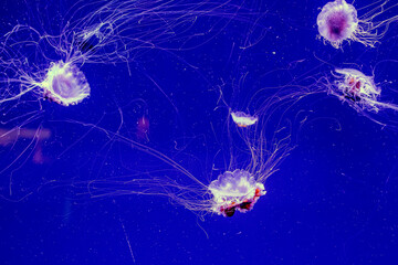 Five jelly translucent beautiful light jellyfish with tentacles, long thin stings and red body...