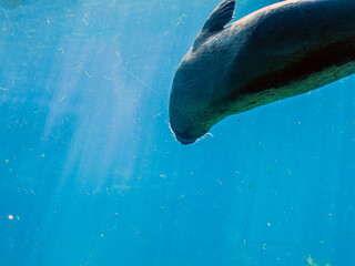 Spotted seal swims belly up in clear transparent water of oceanarium on aquamarine background close...