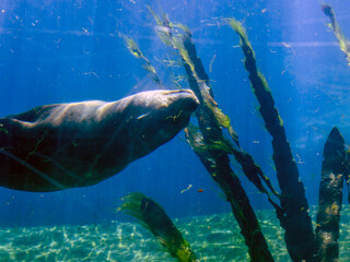 Funny spotted seal swims belly up in clear transparent water of oceanarium on bottom on blue...