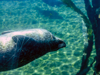 A large seal swims belly up in the clear, transparent water of an oceanarium on the bottom among...