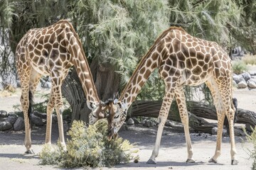 Obraz premium Giraffes interacting in a lush landscape during daylight in a natural habitat