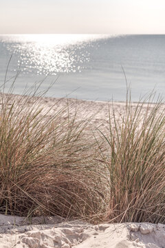 Gras in den D&uuml;nen mit Blick auf einen einsamen Sandstrand und ein stilles Meer - Ostsee, Hochformat