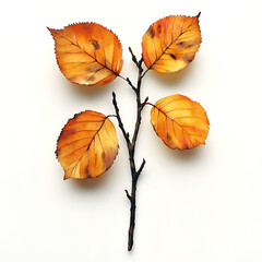 Close-up studio shot of a twig with four vibrant, autumn-colored leaves against a white background.