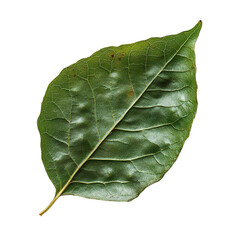 Top view close-up of withered chickweed leaf isolated on a white transparent background.