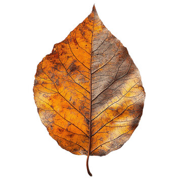 Top view close-up of withered hickory leaf isolated on a white transparent background.