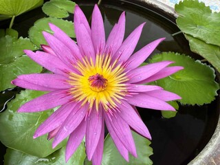 purple lotus flower photography, purple lotus flower close up photo, purple lotus flower in natural...