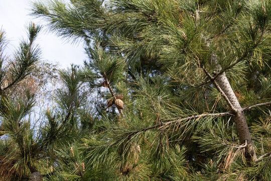 Tree's In The Bush