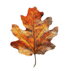 Fototapeta premium Top view close-up of withered oak leaf isolated on a white transparent background.