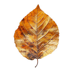 Fototapeta premium Top view close-up of withered poplar leaf isolated on a white transparent background.