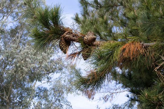 Tree's In The Bush