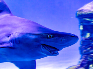 Large shark swims in clear transparent water large