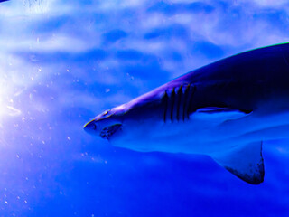 A large shark with gills swims in clear transparent water against a blue background and bright rays...