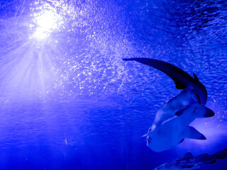 A large shark swims in front of another shark in clear transparent water with sun rays from above