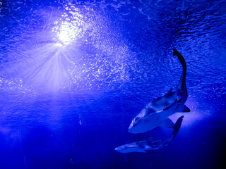 A large shark swims against another shark in clear water with sun rays from above