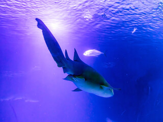 A large shark swims against the background of other fish