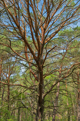 Forest tree with sprawling branches forming intricate structure under clear sky