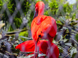 Beautiful red ibis with a long beak close up