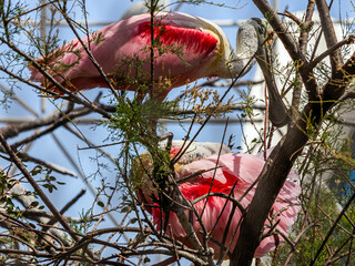 Two beautiful white and pink birds with large beaks sit on a green tree close up