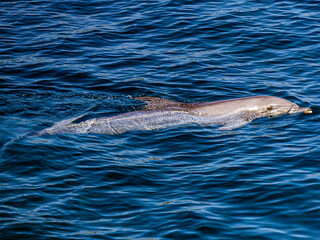 A large beautiful gray dolphin calmly swims in the blue water of the dolphinarium close-up