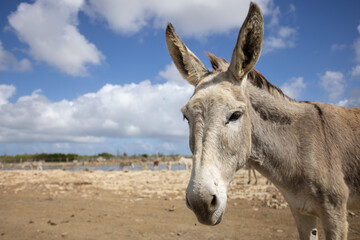 Portrait of a donkey on a deserted land. Wild animals.Closeup.