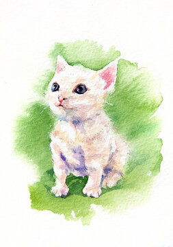 Vanilla Kitten