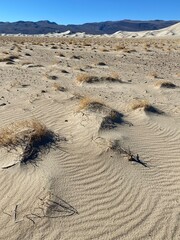 Expansive desert landscape showcasing unique sand patterns and sparse vegetation under a clear blue sky in a remote location