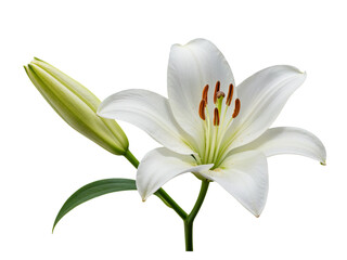 Obraz premium Elegant white lily flower and bud against a stark black background