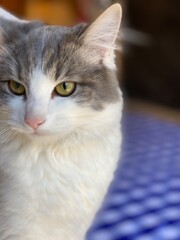 Fluffy grey and white cat gazing curiously while sitting on a blue patterned surface in a cozy indoor setting