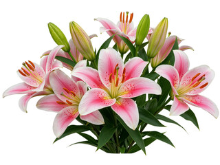 Fototapeta premium A beautiful bouquet of pink and white stargazer lilies with green buds