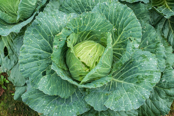 Cabbage field at morning in Thailand