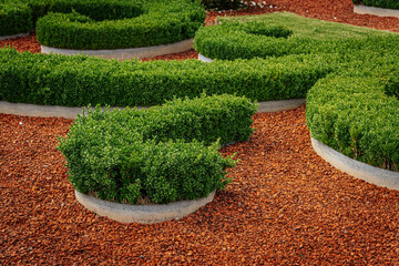 Neatly trimmed green hedges form elegant curves in a decorative garden, surrounded by mulch and...