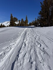 Snow-covered path through tall trees under a clear blue sky on a winter day in a mountainous area