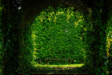A secluded bench sits under a leafy green archway, surrounded by dense foliage and a vibrant wall...