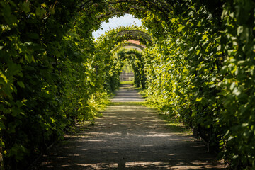 A sunlit garden tunnel with lush green foliage forming archways over a dirt path, creating a...