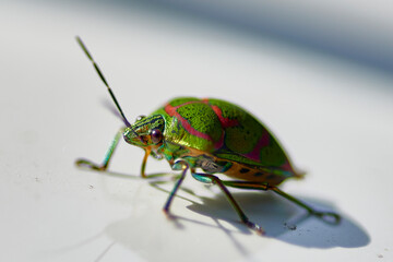 アカスジキンカメムシは、輝きに加えて、歌舞伎役者の隈取のような、赤い柄模様を持っていて美しい昆虫