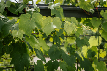 Close-up of a grapevine with young green grape clusters and vivid red stems surrounded by lush green leaves, captured in bright natural sunlight.