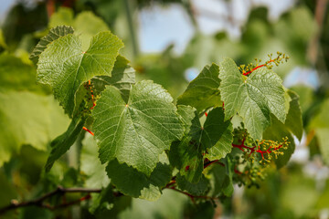 Close-up of a grapevine with young green grape clusters and vivid red stems surrounded by lush green leaves, captured in bright natural sunlight.