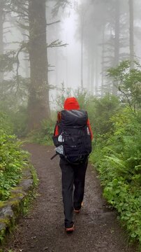 Hiker with a backpack walks through a misty forest trail surrounded by tall trees in the morning